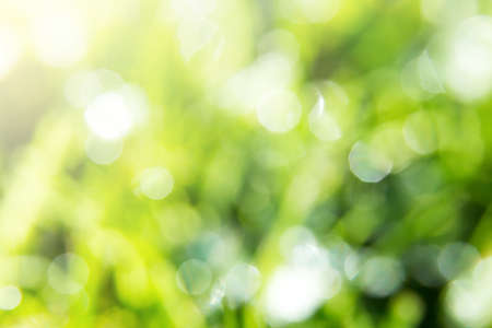 Green Bokeh Background of Wet Sparkling Grassの写真素材