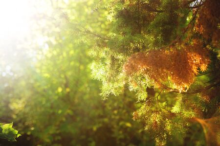 Rays of Light Lighting Juniper Treeの写真素材
