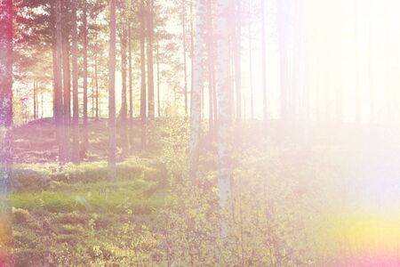 Bright Warm Summer Woodsの写真素材