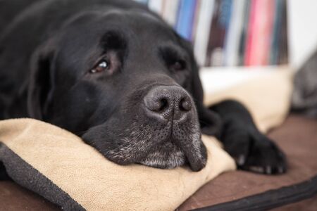 Old Graying and Tired Black Labrador Laying in Bedの写真素材