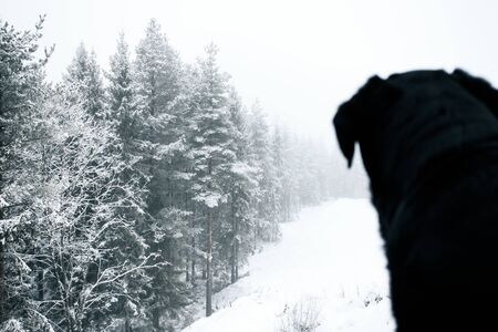 Black Lab Sitting and Looking at Snowy Woodsの写真素材