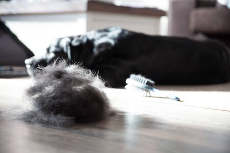 Huge Pile of Fur Brushed off Black Labradorの写真素材