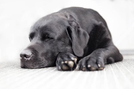 Black Labrador Retriever Sleeping on a Carpetの写真素材