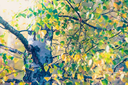 Birch Turning Yellow on the Eve of Autumnの写真素材