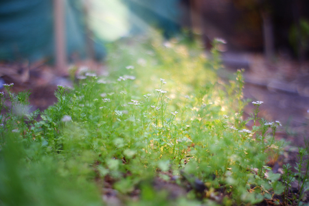 Green Coriander grows in the garden in the evening.の写真素材