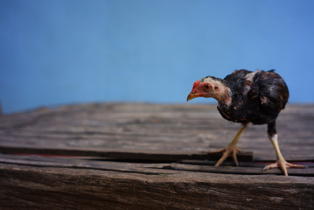 Chicken Little Black Thailand. blurred,soft focus,motion blur.の写真素材