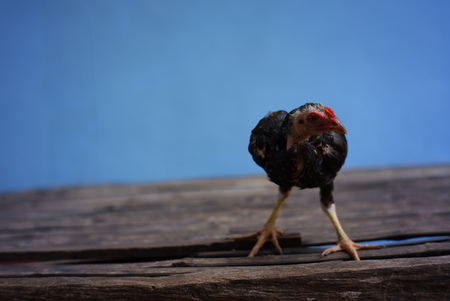 Chicken Little Black Thailand. blurred,soft focus,motion blur.の写真素材