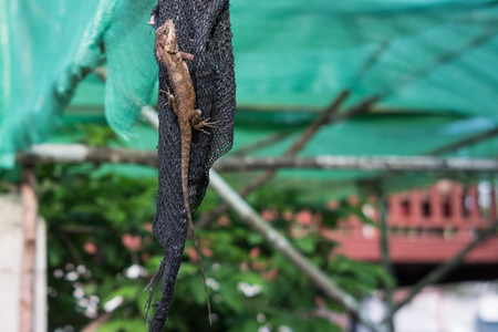 Oriental Garden Lizard on the rock against is on a black fabric.の写真素材