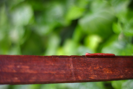 Millipede moving slowly on a cut timber with a blur background.の写真素材