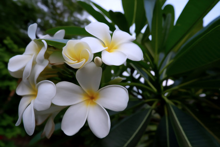 White Plumeria flowers on a tree in Digital oil painting style.の写真素材