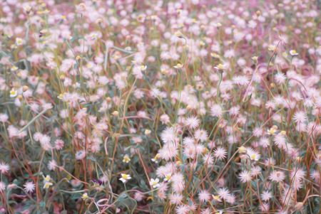 Beautiful flowers on the garden background,image vintage tone. in digital oil painting styleの写真素材