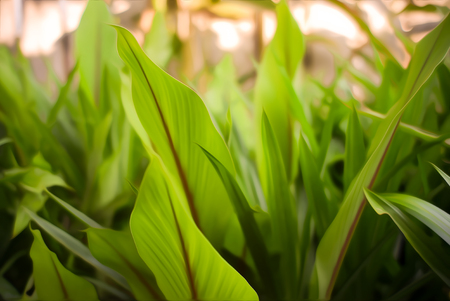 nature fresh green grass in digital oil painting style.の写真素材