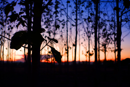 silhouettes of trees on the background of an colorful warm sky at sunrise in digital oil painting style.の写真素材