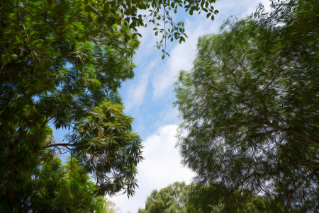 Up view of tall trees, green forest and sky in digital oil painting style.の写真素材