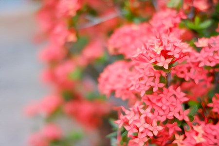 Red Ixora flowers blossom in a garden, spike flower in Digital oil painting style.の写真素材