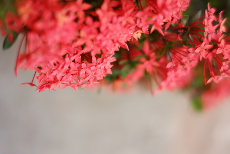 Beautiful Spike flower blooming, red flower spike and green leaves. spike flower in the garden with natural backgroundの写真素材