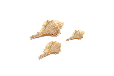 Ocean shells are placed ona blurred, isolated from white background.