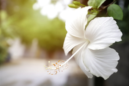Hibiscus pure white flower blooming (Hibiscus rosa-sinensis) Beautiful flower background.の写真素材