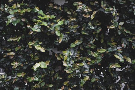 Green leaves pattern background of the tropical plant, Nature background in digital oil painting style.の写真素材