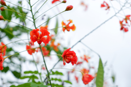 Red bird of paradise or Caesalpinia pulcherrima, poinciana.の写真素材
