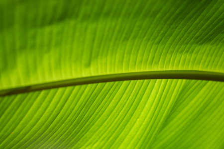 Banana leaf are used instead of food containers. To add beauty and to eat. There are many in...