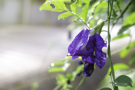 Butterfly pea (Clitore ternatea Linn), is herbs are dark purple.の写真素材