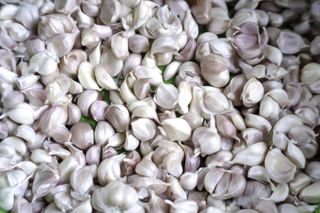 Garlic is a Thai herb and is a spice in digital oil painting style.の写真素材