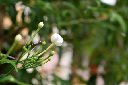Gerdenia Crape Jasmine flowers, White flowers under natural sunlight on blur outdoor background.の写真素材