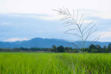 Sprangletop (Leptochloa chinensis (L.) Nees) is Weeds in rice fields, blurred Background.