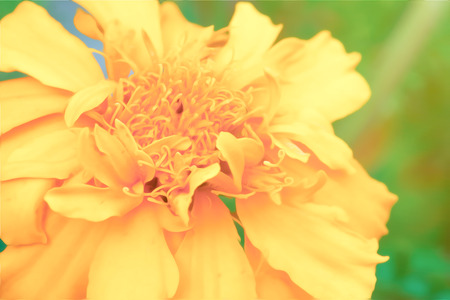 Marigold flowers in digital oil painting style.の写真素材