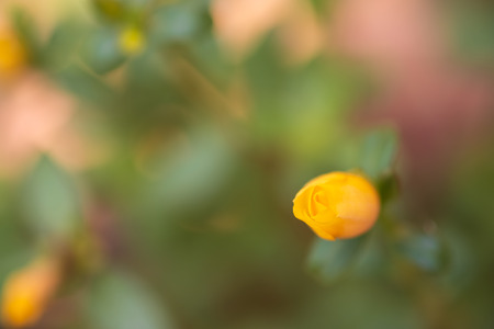 Beautiful Common Purslane or Portulaca on the background blurred.の写真素材