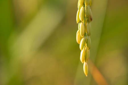 Close up rice plant in green paddy field in Thailand.の写真素材