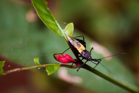 Assassin Bug.The insects in the jungle are black-yellow and have a mustache on the branches.の写真素材