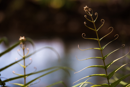 Baby fern the leaf is spirl fresh with green leaves natural background.の写真素材