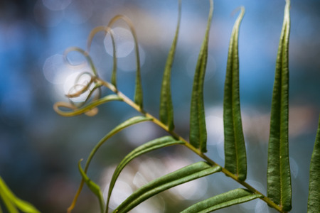 The young fern leaf is A pattern of pale greenfern grows in a forest in early spring.