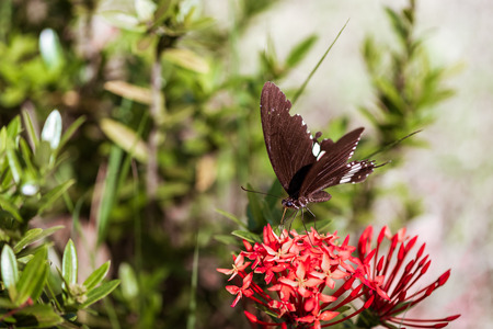 Black butterflies are eating sweet nectar from Circular pollen on spike flower and helps pollinate...