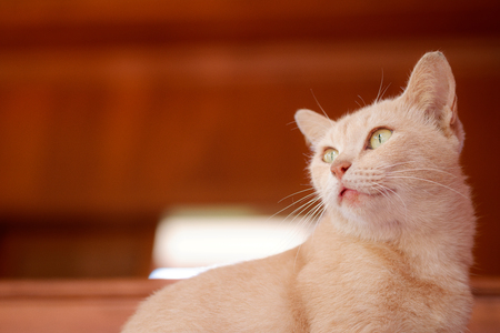 Cream tabby cat in a ready position to find a victim.の写真素材