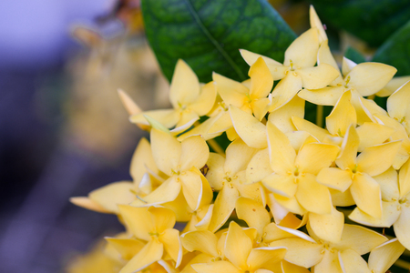 Beautiful Spike flower blooming, Yellow flower spike and green leaves. spike flower in the garden with natural background.の写真素材