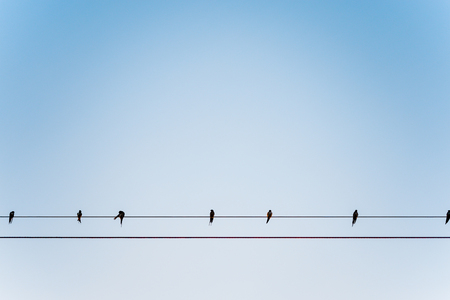 Relaxing Bird on electric wire with clear sky and near sunset.の写真素材
