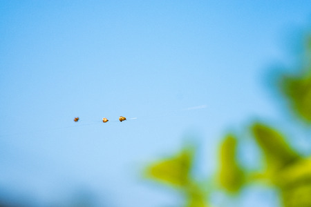The spider is very small on the fiber attached to the tree, the background is sky.の写真素材