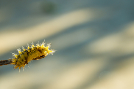 Parasa lepida, the nettle caterpillar or blue-striped nettle grub, is a moth of the Limacodidae family. Worm with light green feather On the branch.の写真素材