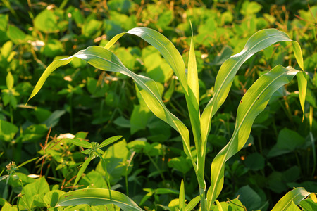 View green beans in the garden of Thailand.