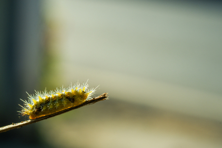 Parasa lepida, the nettle caterpillar or blue-striped nettle grub, is a moth of the Limacodidae family. Worm with light green feather On the branch.の写真素材
