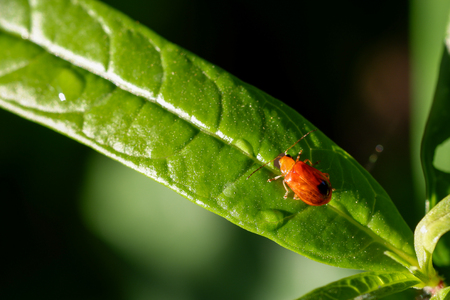 Closeup image of red cucurbit beetle on the green leaf  with blurred background.の写真素材
