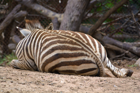 Zebra sleeping in Dusit Zoo. Bangkok, Thailand.の写真素材