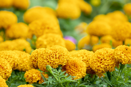 Marigold (Tagetes erecta L.) Beautiful flowers are blooming with bright yellow with green leaves.の写真素材