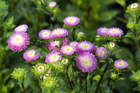Pink aster flowers (Callistephus Chinensis) is blooming with a blurred background. Colorful flower bouquet in the summer garden.の写真素材