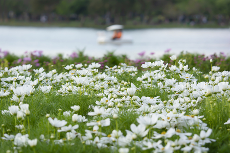 Holiday activities, life, picnic, happy family Among the flowers and large swamps in the park in Thailandの写真素材