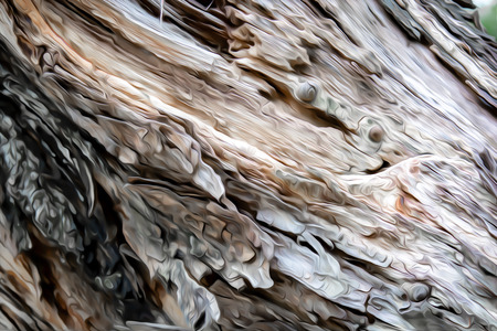 Tree bark as a wooden background. Texture of tropical almond or india almond in combretaceae family.