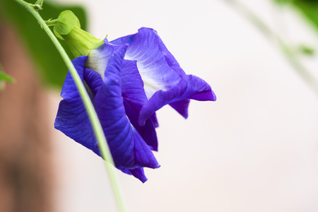 Close up butterfly pea (Clitoria ternatea L.) Beautiful purple flowers are a kind of herb. Helps nourish hair and eyes.の写真素材
